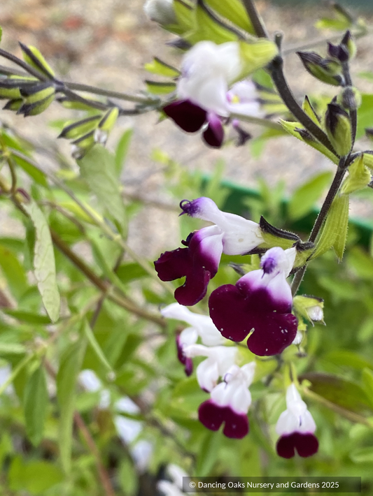 Perennials ~ Salvia greggii 'Amethyst Lips' ~ Dancing Oaks Nursery and Gardens ~ Retail Nursery ~ Mail Order Nursery