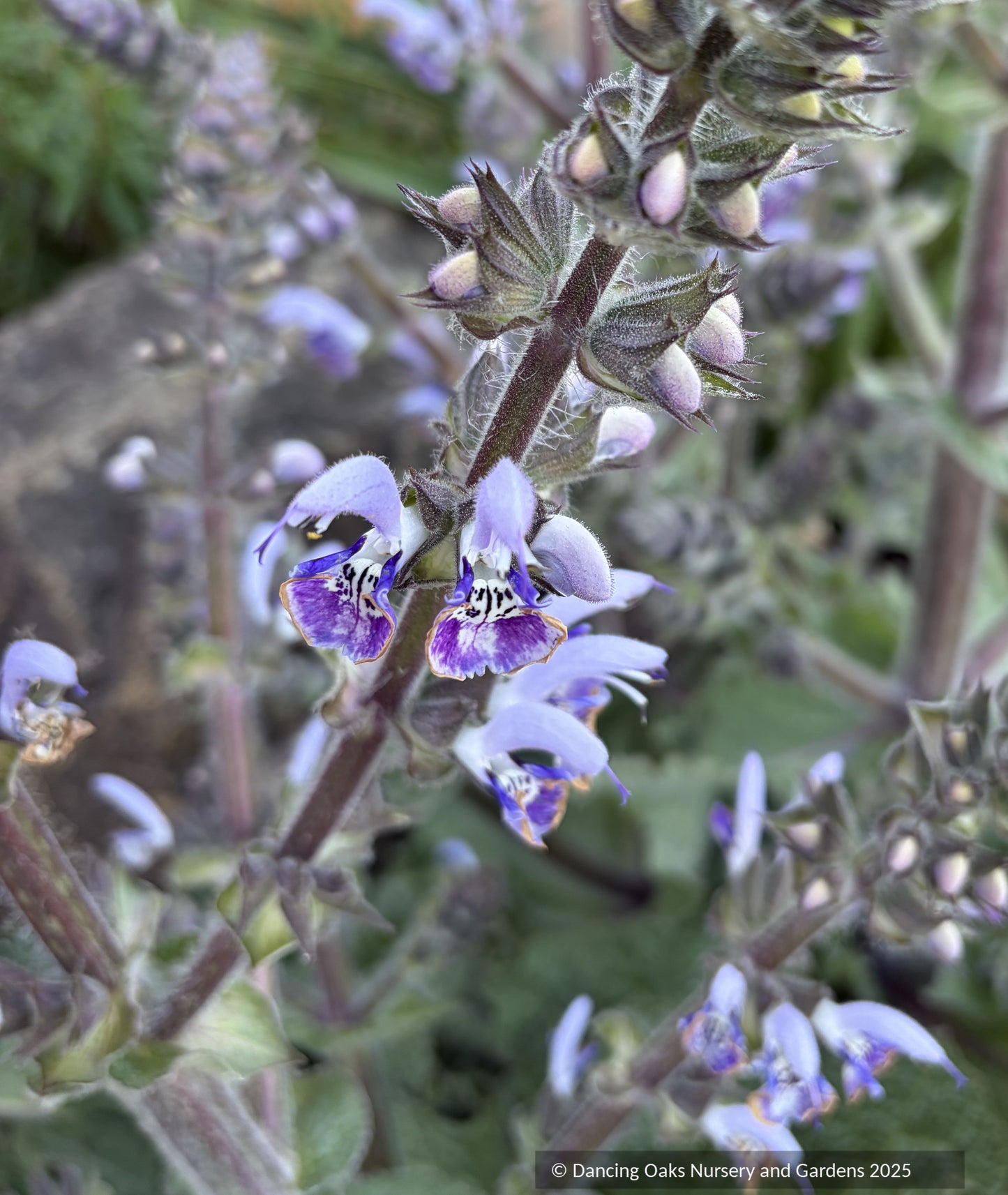 Salvia moorcroftiana x indica 'Shangri-La', Shangri-La Sage