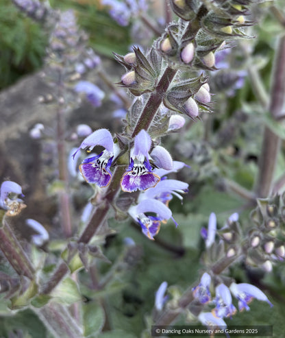 Salvia moorcroftiana x indica 'Shangri-La', Shangri-La Sage