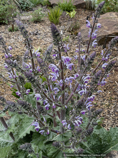 Salvia moorcroftiana x indica 'Shangri-La', Shangri-La Sage