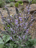 Salvia moorcroftiana x indica 'Shangri-La', Shangri-La Sage
