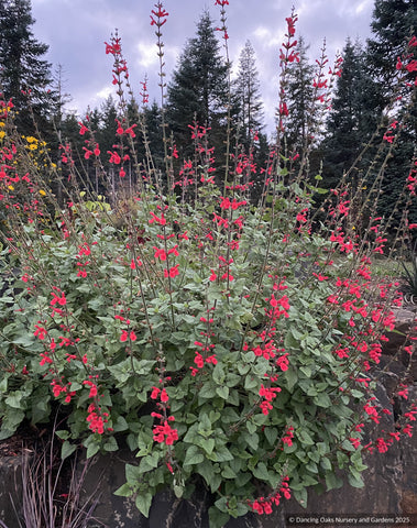 Perennials ~ Salvia darcyi 'Presidio', Galeana Red Sage ~ Dancing Oaks Nursery and Gardens ~ Retail Nursery ~ Mail Order Nursery