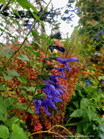 Salvia guaranitica 'Black and Blue', Blue Anise Sage or Friendship Sage