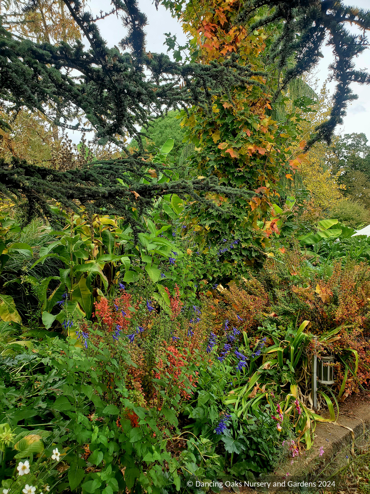 Perennials ~ Salvia x 'Black and Blue', Friendship Sage ~ Dancing Oaks Nursery and Gardens ~ Retail Nursery ~ Mail Order Nursery