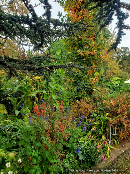 Perennials ~ Salvia x 'Black and Blue', Friendship Sage ~ Dancing Oaks Nursery and Gardens ~ Retail Nursery ~ Mail Order Nursery