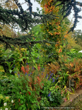 Salvia guaranitica 'Black and Blue', Blue Anise Sage or Friendship Sage