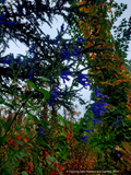 Salvia guaranitica 'Black and Blue', Blue Anise Sage or Friendship Sage