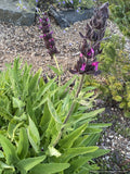 Perennials ~ Salvia spathacea, Hummingbird Sage ~ Dancing Oaks Nursery and Gardens ~ Retail Nursery ~ Mail Order Nursery