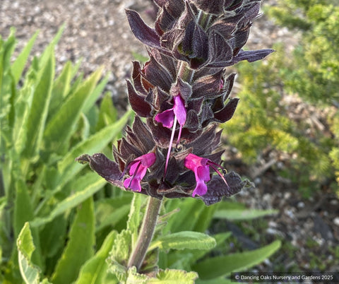 Perennials ~ Salvia spathacea, Hummingbird Sage ~ Dancing Oaks Nursery and Gardens ~ Retail Nursery ~ Mail Order Nursery