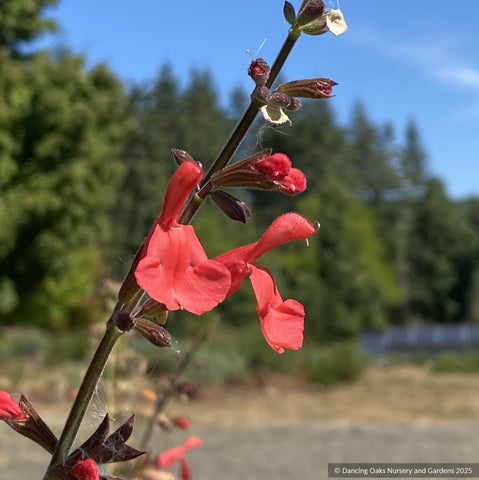 Perennials ~ Salvia x 'Silke's Dream', Salvia ~ Dancing Oaks Nursery and Gardens ~ Retail Nursery ~ Mail Order Nursery