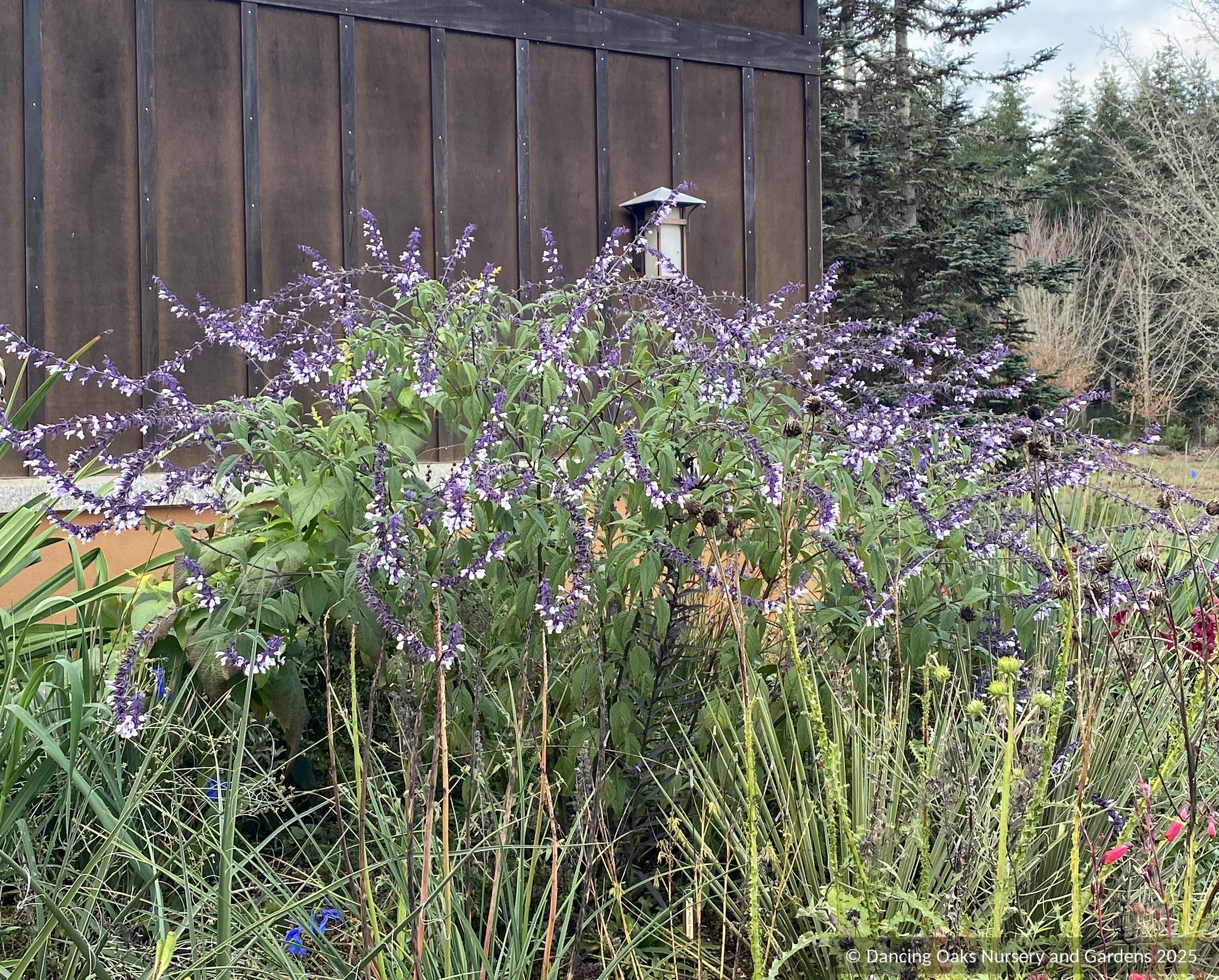 Salvia x 'Waverly', Waverly Sage – Dancing Oaks Nursery and Gardens