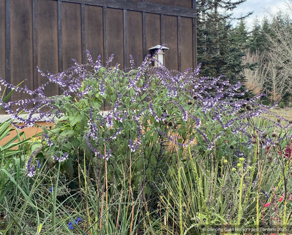 Perennials ~Salvia x 'Waverly', Waverly Sage  ~ Dancing Oaks Nursery and Gardens ~ Retail Nursery ~ Mail Order Nursery