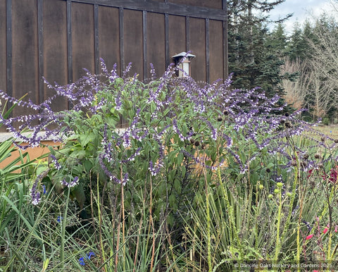 Perennials ~Salvia x 'Waverly', Waverly Sage  ~ Dancing Oaks Nursery and Gardens ~ Retail Nursery ~ Mail Order Nursery