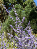 Salvia yangii (syn. Perovskia atriplicifolia), Russian Sage