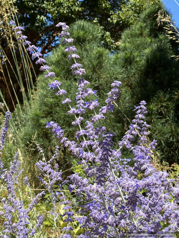 Salvia yangii (syn. Perovskia atriplicifolia), Russian Sage