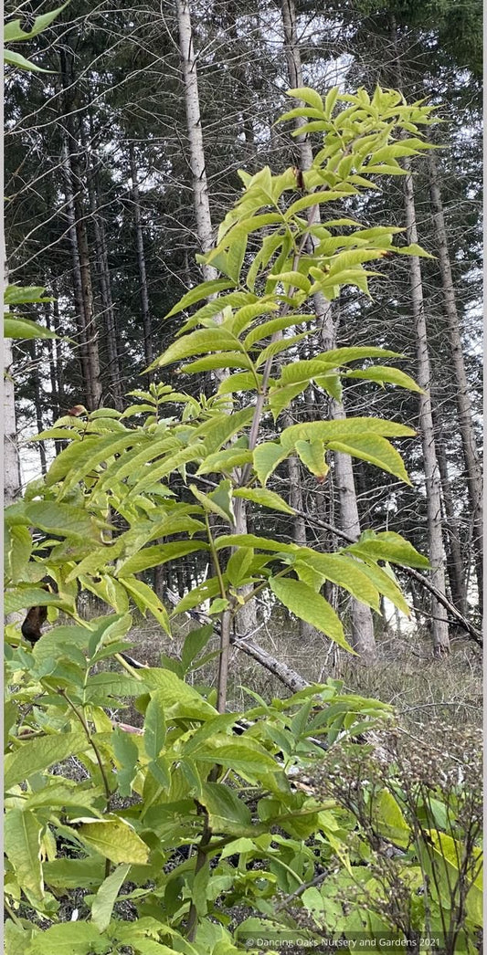 Shrubs ~PNW Native~ Sambucus nigra subsp. cerulea~Blue Elderberry~Dancing Oaks Nursery and Gardens ~ Retail Nursery ~ Mail Order Nursery