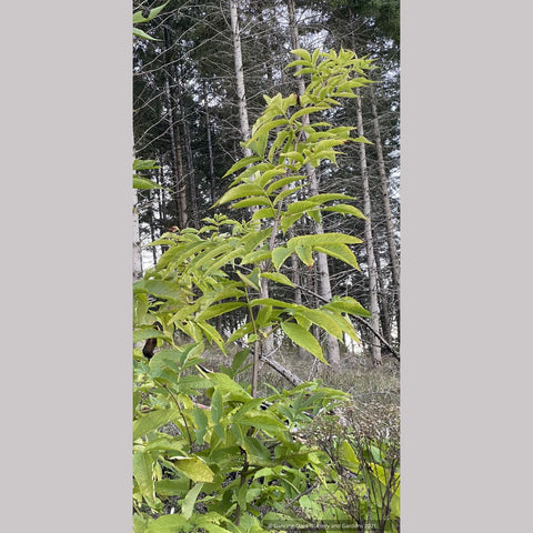 Shrubs ~PNW Native~ Sambucus nigra subsp. cerulea~Blue Elderberry~Dancing Oaks Nursery and Gardens ~ Retail Nursery ~ Mail Order Nursery