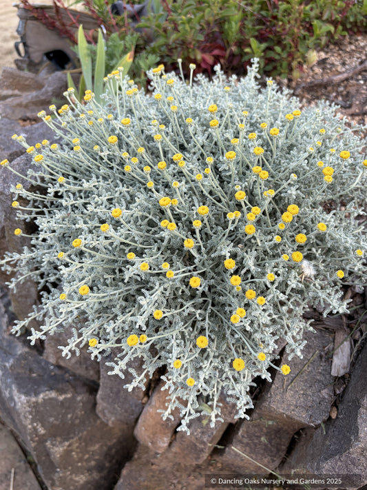 Perennials ~ Santolina magonica, Minorcan Cotton Lavender ~ Dancing Oaks Nursery and Gardens ~ Retail Nursery ~ Mail Order Nursery