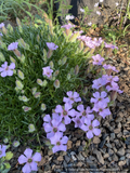 Perennials ~ Saponaria x 'Oliviana', Soapwort ~ Dancing Oaks Nursery and Gardens ~ Retail Nursery ~ Mail Order Nursery