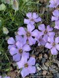 Perennials ~ Saponaria x 'Oliviana', Soapwort ~ Dancing Oaks Nursery and Gardens ~ Retail Nursery ~ Mail Order Nursery