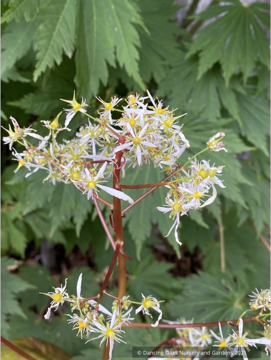 Saxifraga fortunei 'Rubrifolia', Fortune's Saxifrage