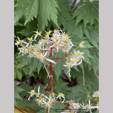 Saxifraga fortunei 'Rubrifolia', Fortune's Saxifrage