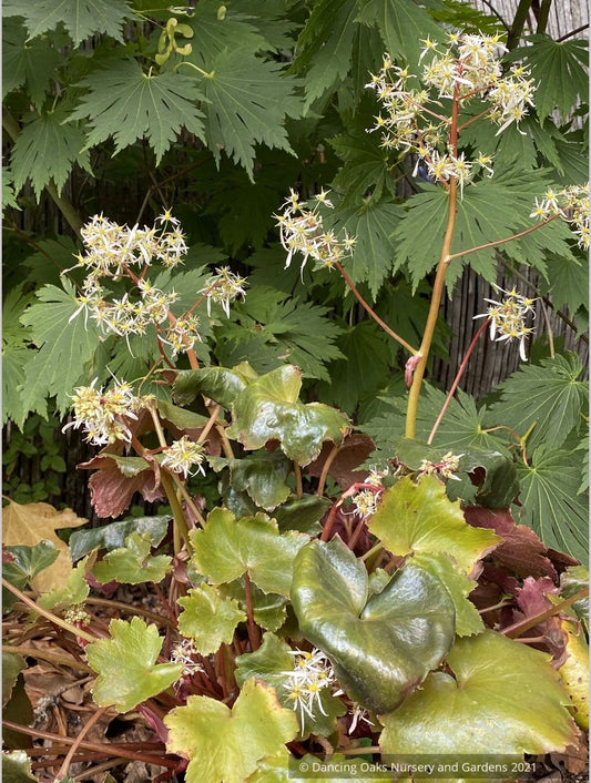 Saxifraga fortunei 'Rubrifolia', Fortune's Saxifrage