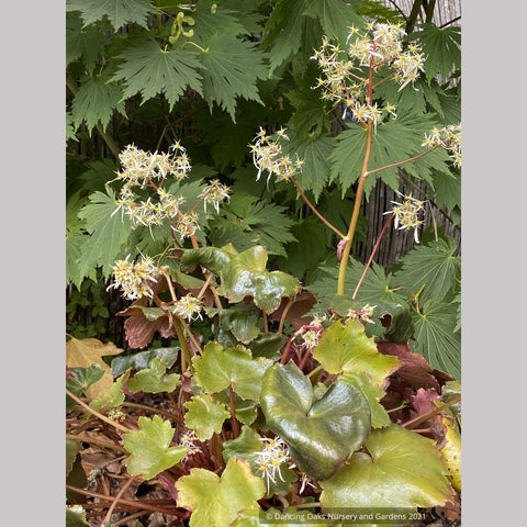 Saxifraga fortunei 'Rubrifolia', Fortune's Saxifrage