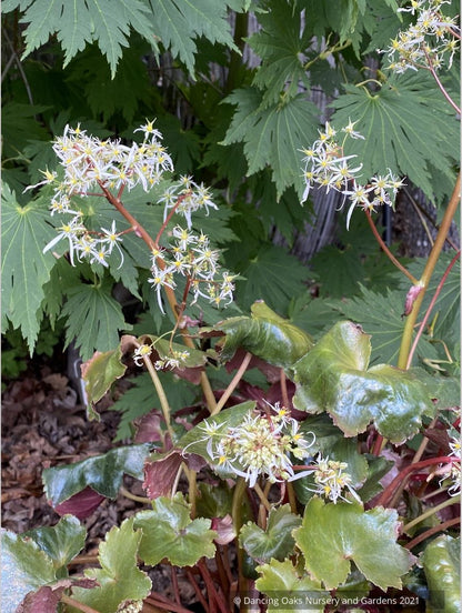 Saxifraga fortunei 'Rubrifolia', Fortune's Saxifrage