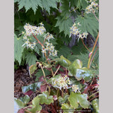 Saxifraga fortunei 'Rubrifolia', Fortune's Saxifrage