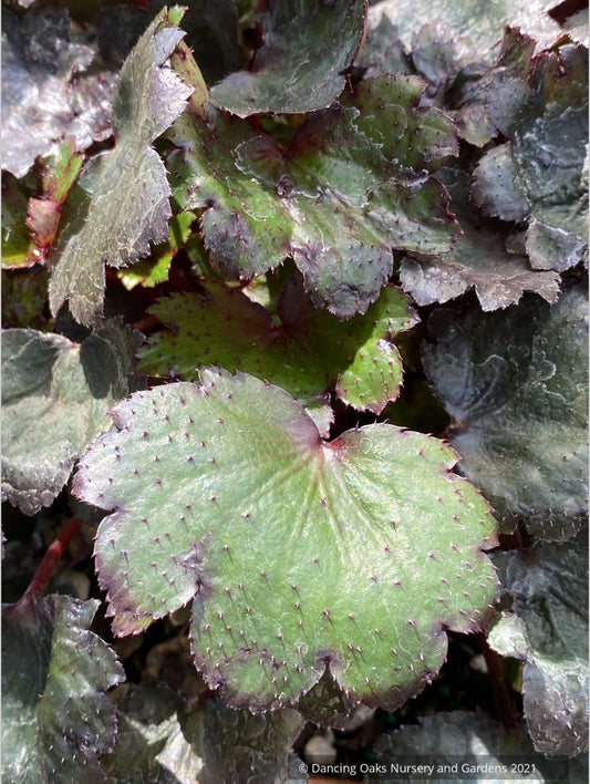 Saxifraga fortunei 'Shishi-no-mai'