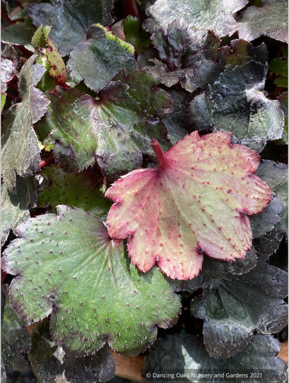 Saxifraga fortunei 'Shishi-no-mai'