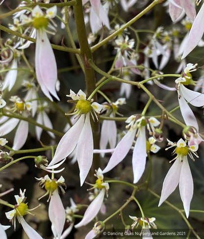 Saxifraga fortunei 'Miyuki's Purple'