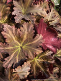 Saxifraga fortunei 'Miyuki's Purple'