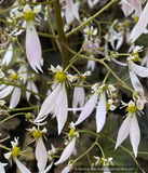 Saxifraga fortunei 'Miyuki's Purple'