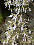 Saxifraga fortunei 'Miyuki's Purple'