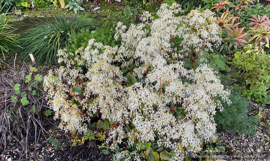 Saxifraga fortunei 'Rubrifolia', Fortune's Saxifrage