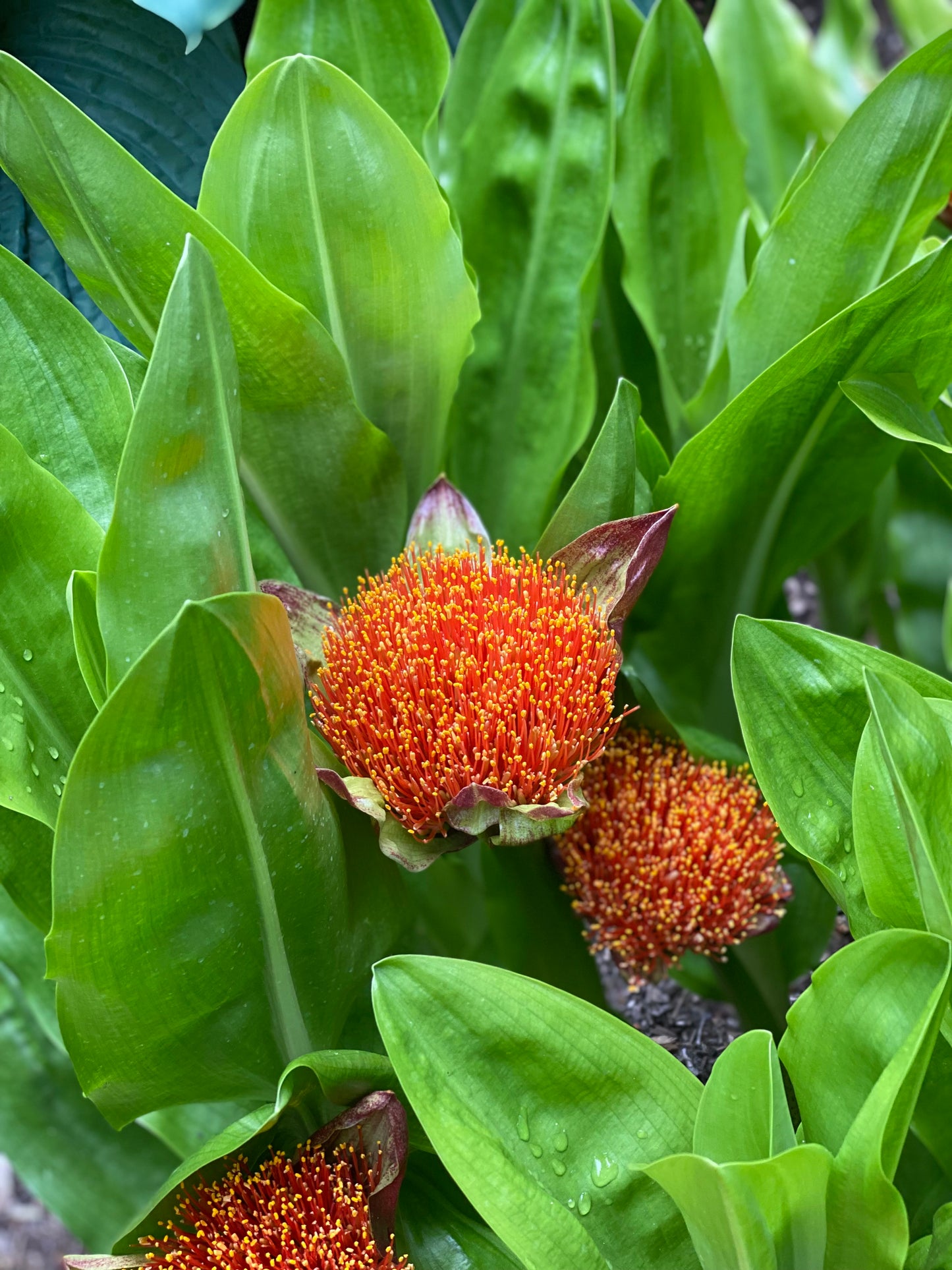 Bulbs & Tubers ~ Scadoxus puniceus, Paintbrush Lily ~ Dancing Oaks Nursery and Gardens ~ Retail Nursery ~ Mail Order Nursery