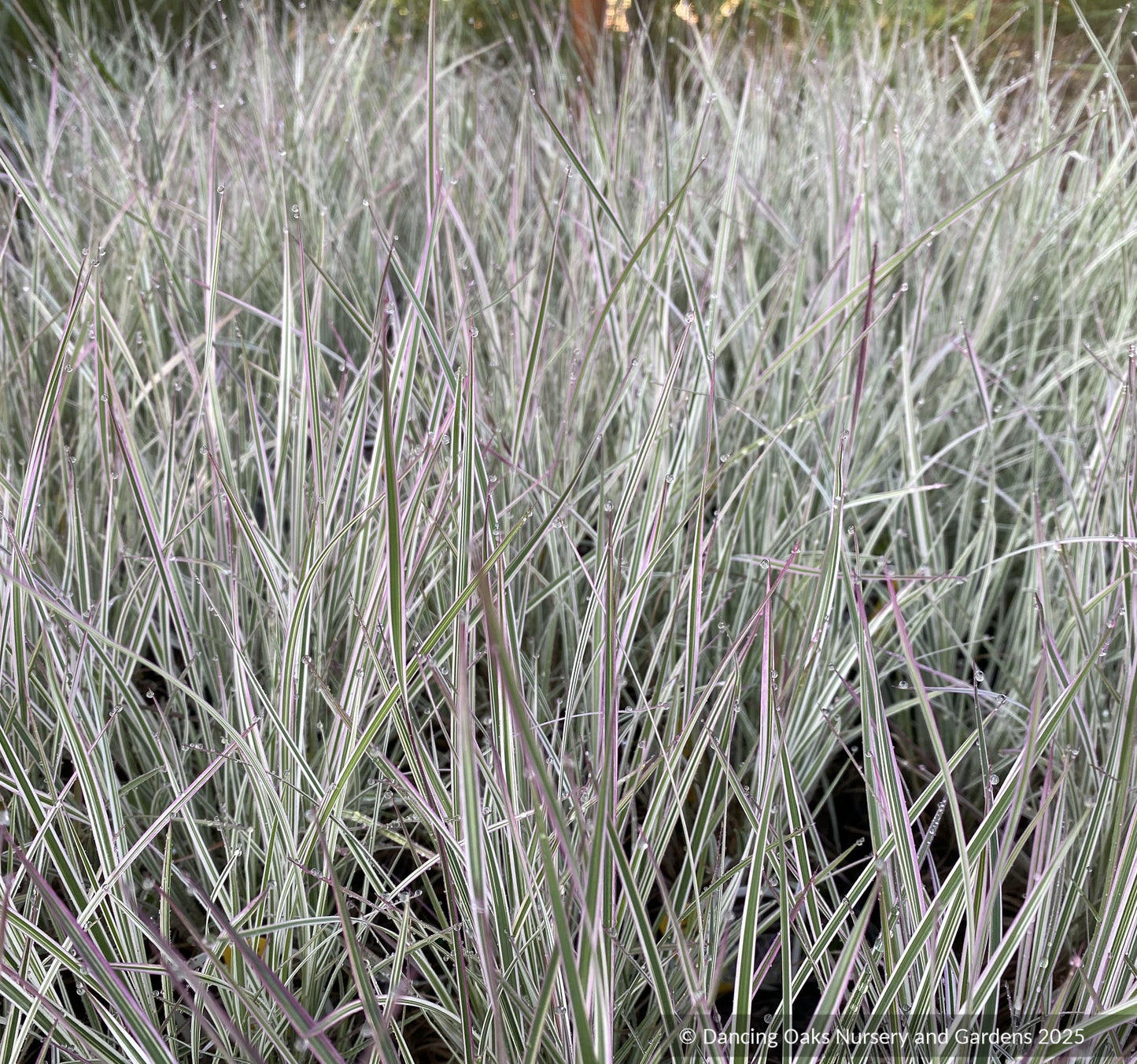 Grasses ~ Schizachyrium scoparium 'Chameleon' ~ Dancing Oaks Nursery and Gardens ~ Retail Nursery ~ Mail Order Nursery
