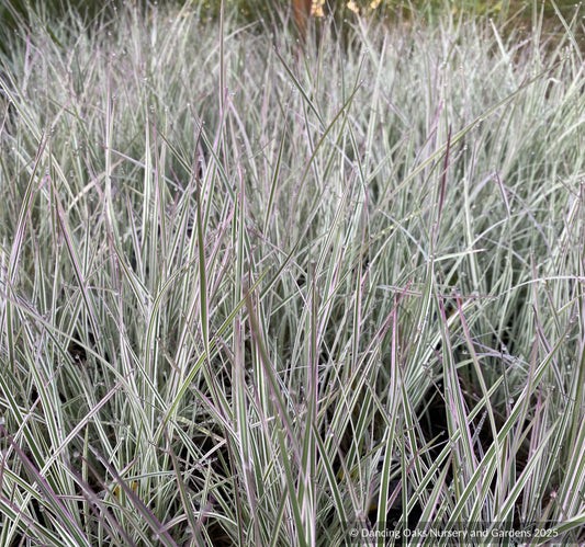 Grasses ~ Schizachyrium scoparium 'Chameleon' ~ Dancing Oaks Nursery and Gardens ~ Retail Nursery ~ Mail Order Nursery