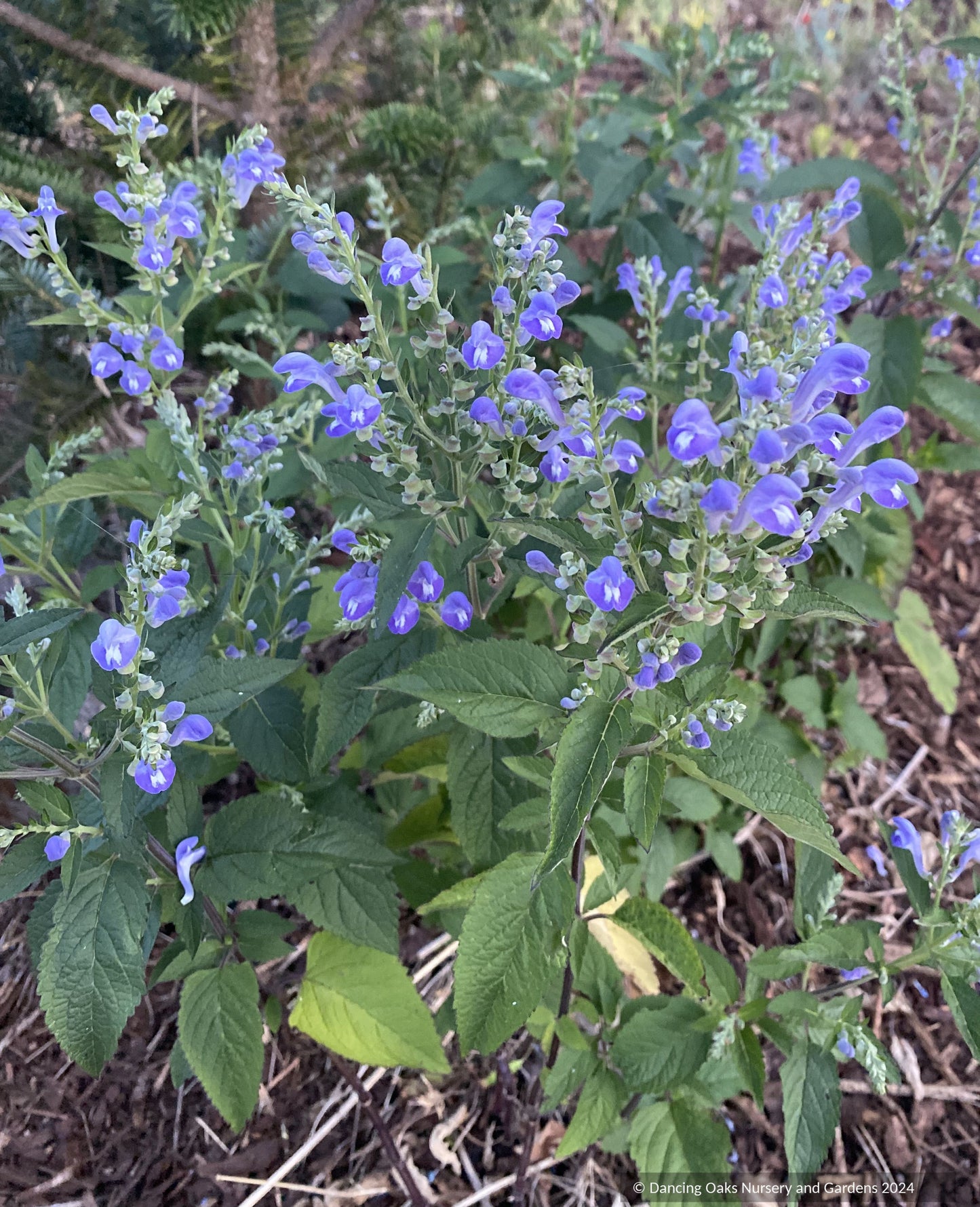 Perennials ~ Scutellaria incana, Downy Skullcap ~ Dancing Oaks Nursery and Gardens ~ Retail Nursery ~ Mail Order Nursery