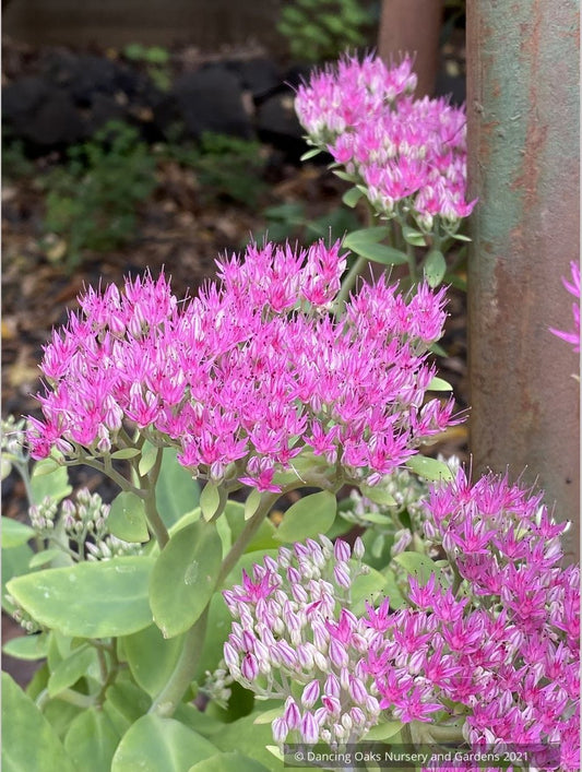 Sedum spectabile 'Meteor', (Hylotelephium) Showy Stonecrop