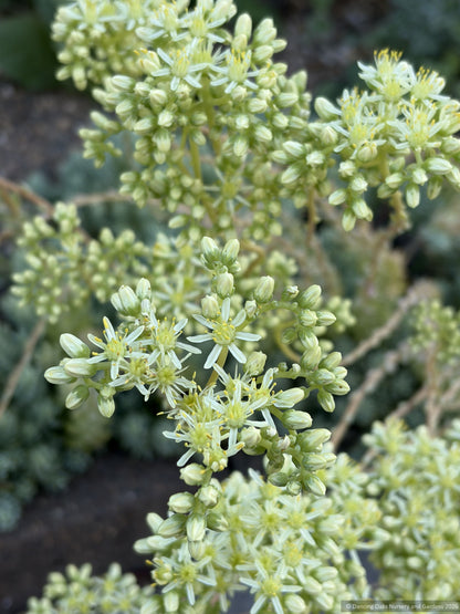 Perennials ~ Sedum sediforme 'Spanish Selection' ~ Dancing Oaks Nursery and Gardens ~ Retail Nursery ~ Mail Order Nursery