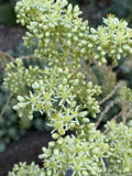 Perennials ~ Sedum sediforme 'Spanish Selection' ~ Dancing Oaks Nursery and Gardens ~ Retail Nursery ~ Mail Order Nursery