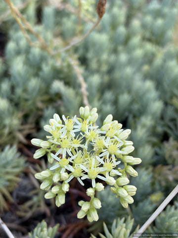 Perennials ~ Sedum sediforme 'Spanish Selection' ~ Dancing Oaks Nursery and Gardens ~ Retail Nursery ~ Mail Order Nursery