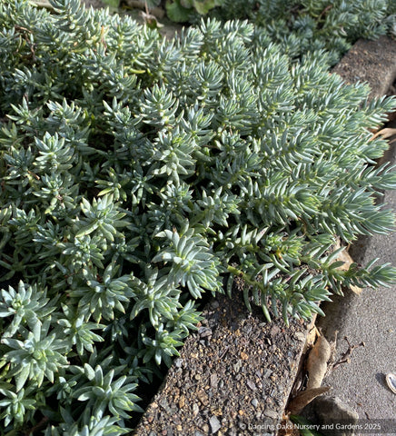 Perennials ~ Sedum sediforme 'Spanish Selection' ~ Dancing Oaks Nursery and Gardens ~ Retail Nursery ~ Mail Order Nursery