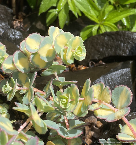 Perennials ~ Sedum sieboldii 'Mediovariegata', Stonecrop ~ Dancing Oaks Nursery and Gardens ~ Retail Nursery ~ Mail Order Nursery