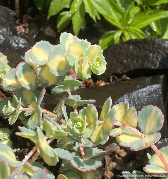 sieboldii succulent Sedum sieboldii 'Mediovariegata', Stonecrop