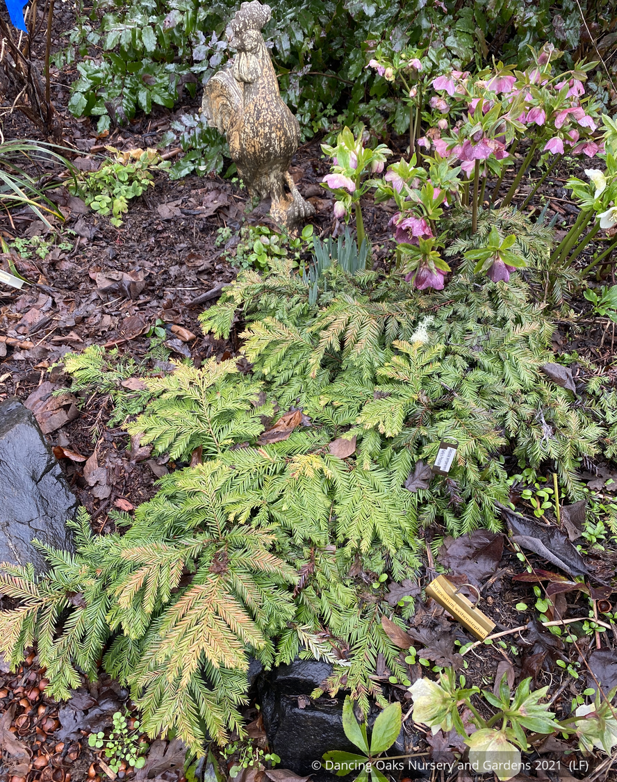 Shrubs ~ Sequoia sempervirens 'Kelly's Prostrate', Dwarf Coast Redwood ~ Dancing Oaks Nursery and Gardens ~ Retail Nursery ~ Mail Order Nursery