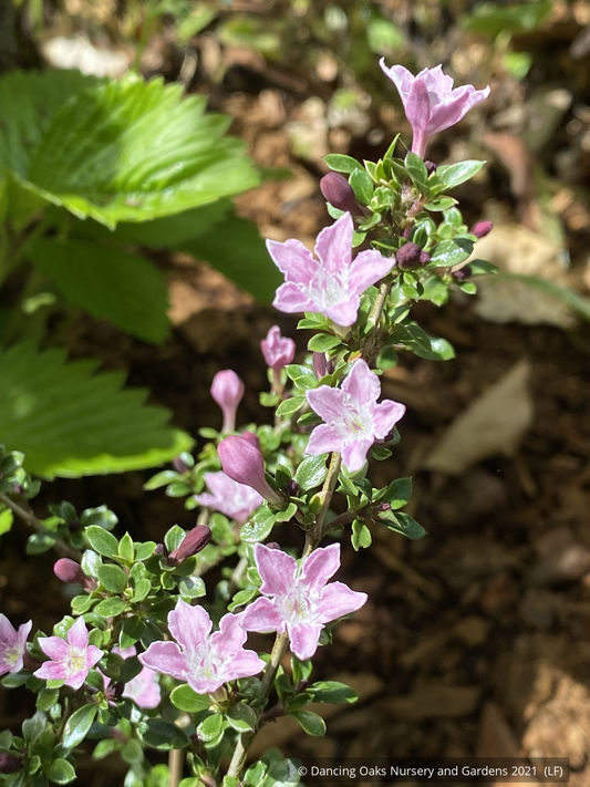 Shrubs ~ Serissa japonica ‘Cherry Blossom’, snowrose or tree-of-a-thousand-flowers ~ Dancing Oaks Nursery and Gardens ~ Retail Nursery ~ Mail Order Nursery